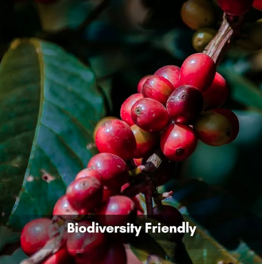 100% AA Grade Roasted Arabica Coffee Beans